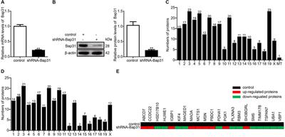 B-Cell Receptor-Associated Protein 31 Negatively Regulates the Expression of Monoamine Oxidase A Via R1